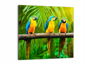 Maľba na plátne Parrot Palm Bird AC60X60-2696