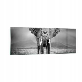 Obrázok na skle 140x50 Elephant Wildness Príroda