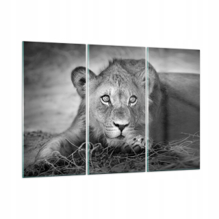 Obrázok na skle 165x110 Lion Ázijský portrét