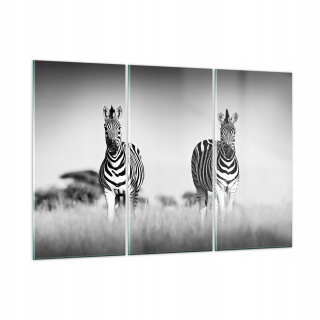 Obrázok na skle 165x110 Zebra Photography