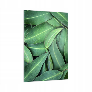 Obrázok na skle 80x120 Eukalyptus natura listy