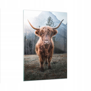 Obrázok na skle 80x120 Scottish Cow Pastúnka