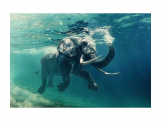 Sklenený obrázok slon 120x80 Signal Elephant