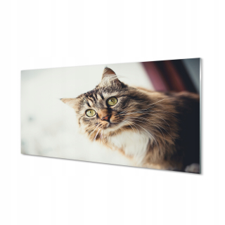 Obrázok na akrylovom skle Maine Coon 120x60 cm