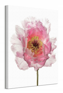 Alyson Fennell Krásne maliarske plátno Pivoňka 60x80cm