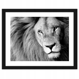 Obrázok v čiernom ráme Lion 100x70