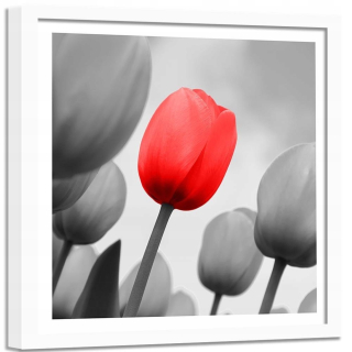 Obrázok červeného tulipánu v šedej farbe 80x80