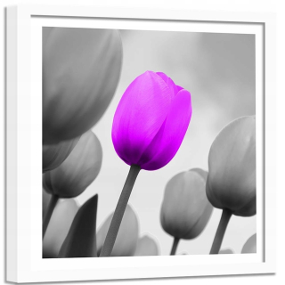 Obrázok v ráme fialového tulipánu v šedej 80x80