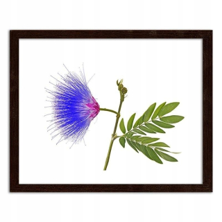 Obrázok v čiernom ráme, Blue -pink Flower - 12