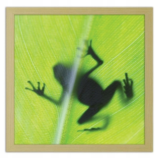 Obrázok v ráme žabky na zelenom liste 80x80