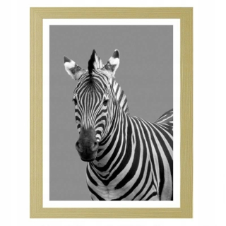 Obrázok v rámci zebra v čiernej a bielej 80x120