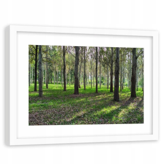 Obrázok v Bielom parku Birch 120x80