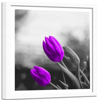 Obrázok v bielej hodnosti Two Violet Tulips 90x90