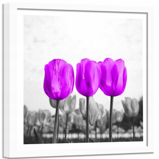Obrázok v bielom ráme Violet Tulips 90x90