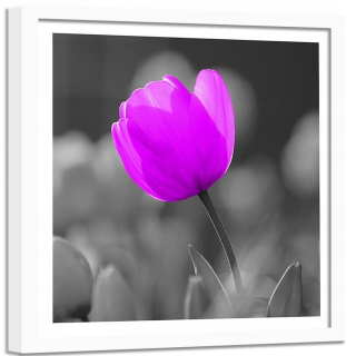Obrázok v bielom ráme Violet Tulip 90x90