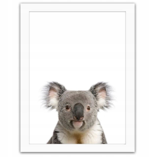 Obrázok v rámci bieleho koala 70x100