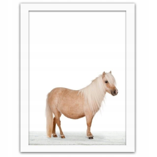 Obrázok v bielom ráme Sheetland Pony 80x120