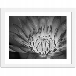 Obrázok v bielom ráme, Lotus Flower - 120x80 cm