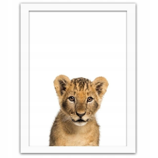 Obrázok v bielom ráme Small Lion 70x100