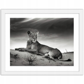 Obrázok v bielom ráme, odpočinok Lioness - 120x80