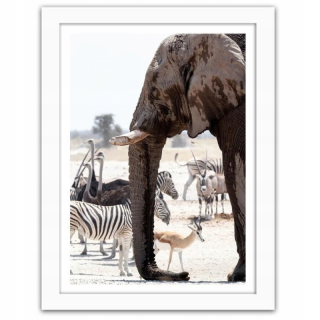 Obrázok v rámci bieleho afrického slona 80x120