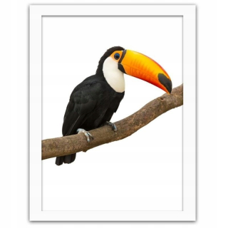 Obrázok v rámci bieleho Toucanu 80x120