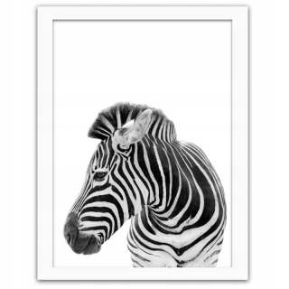 Obrázok v rámci bielej Zebra 80x120