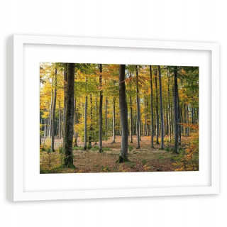 Obrázok v bielom ráme žltý jesenný les 90x60