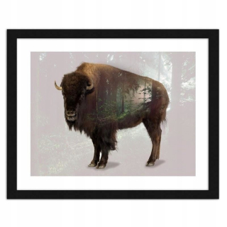 Obrázok v čiernom ráme, Bison - 120x80 cm