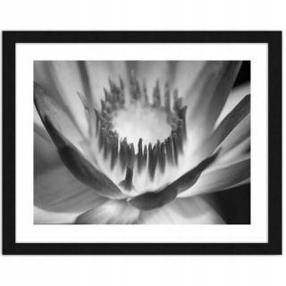 Obrázok v čiernom ráme Lotus Flower 100x70