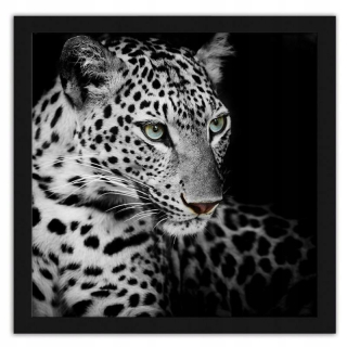 Obrázok v rámci Čierneho leoparda 70x70