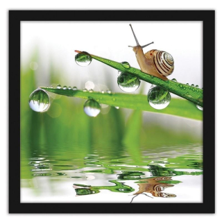 Obrázok v čiernom ráme slimáka, brúsená tráva 70x70