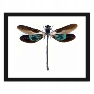 Obrázok v čiernom ráme Dragonfly 120x80