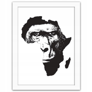 Obrázok v rámci Goryl na pozadí Afriky 70x100