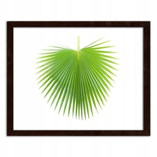 Obrázok v hnedom ráme zelený palmový list 100x70