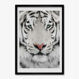 Obrázok v stene na stene biely tiger hlava 70x100