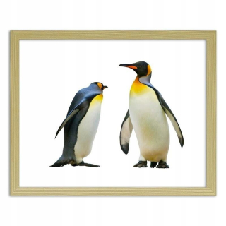 Obrázok v ráme Penguins 120x80