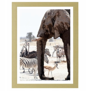 Obrázok v rámci afrického slona 80x120