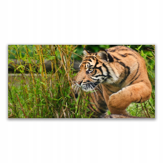 Obrázok s grafikou na stene 140x70 Tiger Animals