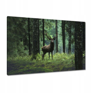 Obrazy 120x80 Deer Deer Forest Krajina