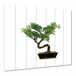 Obrázky 210x195 Bonzai Tree