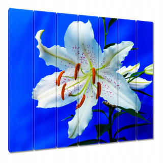 Obrázky 210x195 Lily White Flower Flower