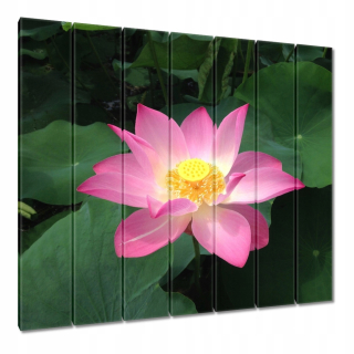 Obrázky 210x195 LOTOS Flower Lotos