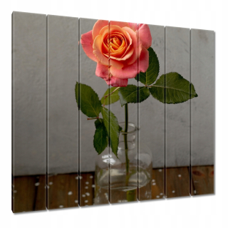 Obrazy 210x195 Rose Flower Flowers Roses