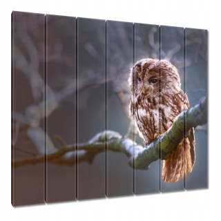 Obrázky 210x195 OWL na vetve predátor