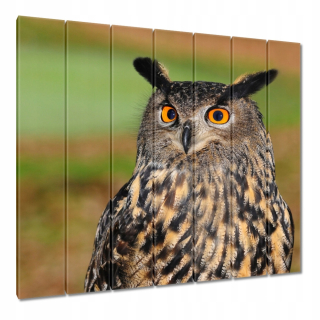 Obrázky 210x195 Owl