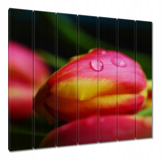 Obrázky 210x195 Tulips Photo makro