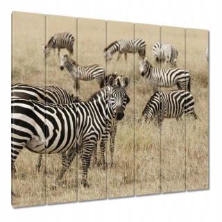 Obrázky 210x195 Zebra v savane