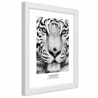Obrázok v bielom ráme biely tiger 60x90