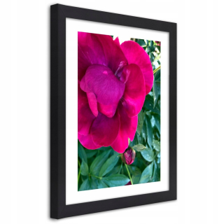 Plagát v čiernom ráme, Pink Pivony - 30x45